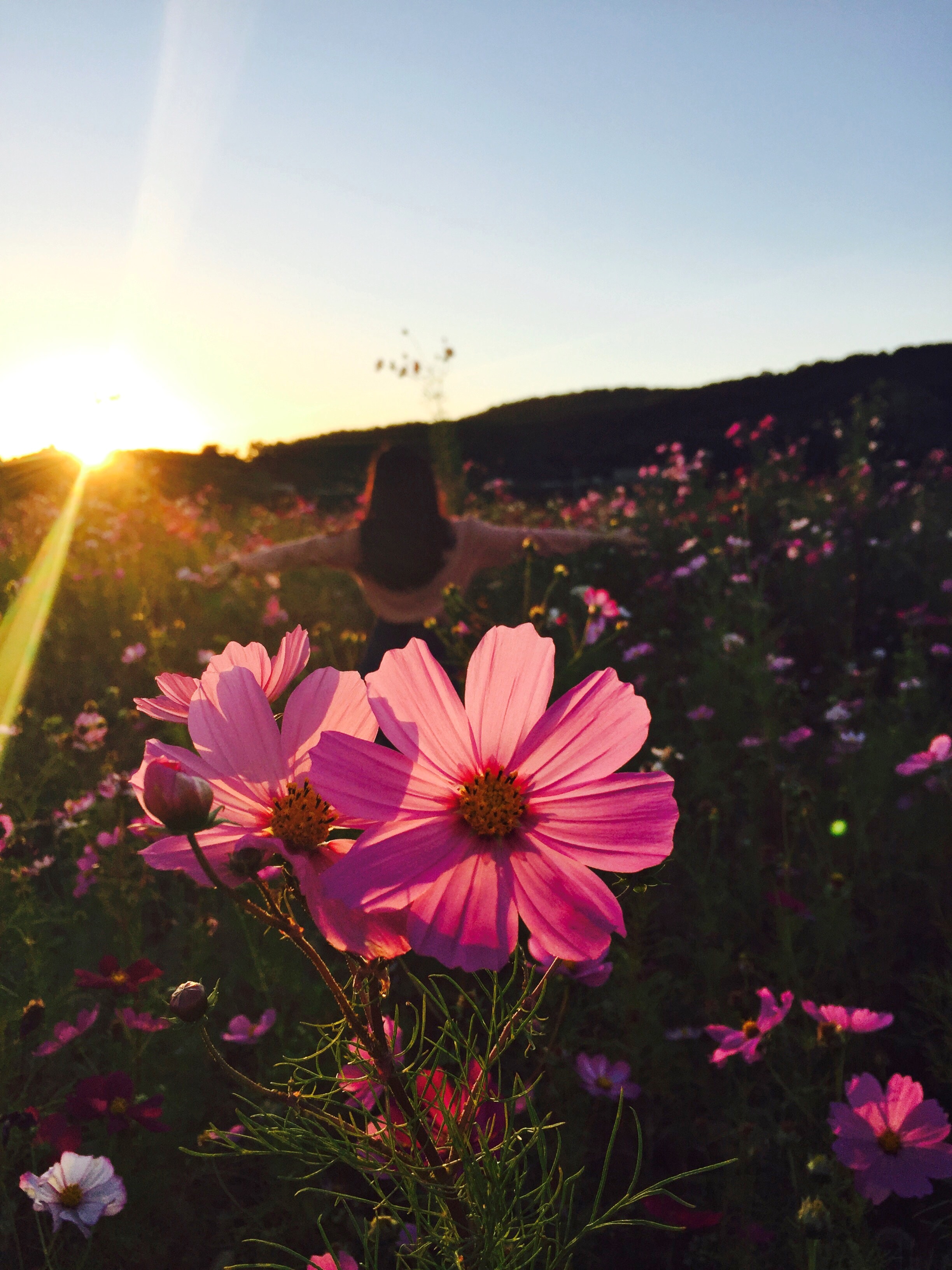 Vitamin D And Fertility Sage Naturopathic Clinic